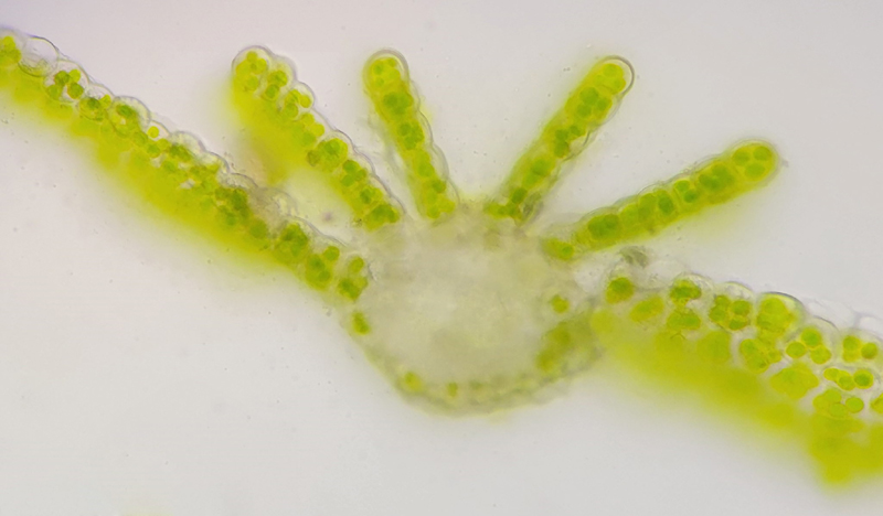 Atrichum altecristatum